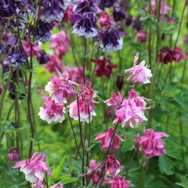 Dwarf Columbine Flower